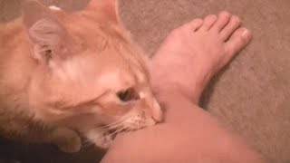 Angry cats videos compilation  try not to laugh videos [upl. by Ahsenal]