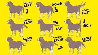 Interpret Dog Tail Wags How to Understand Dogs Body Language [upl. by Sonya195]