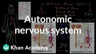 Autonomic nervous system  Organ Systems  MCAT  Khan Academy [upl. by Laroy]