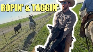 Tagging calves [upl. by Ritchie]