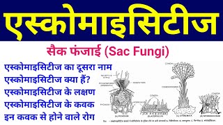 एस्कोमाइसीट्स  ascomycetes in hindi  sac fungi  ascomycetes fungi  ascomycetes characteristics [upl. by Trefler]