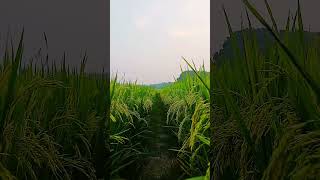 like comment share subscribe boalmari thanksforwatching 🥰👨‍🌾👩‍🌾🧑‍🌾 [upl. by Rolecnahc]