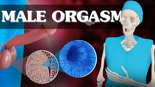 Exploring the Full Process of Sperm Ejaculation  3D Animation Guide [upl. by Ahsiem]