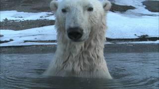 Polar Bear  Spy on the Ice Highlight Reel [upl. by Cindie]