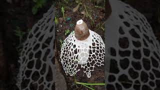 Bridal veil Stinkhorn Veiled lady mushroom Phallus indusiatus [upl. by Jehu960]