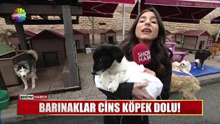 Barınaklar cins köpek dolu [upl. by Annirac]