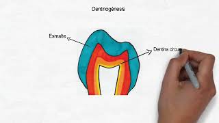 Amelogenesis y Dentinogenesis [upl. by Ydnirb]