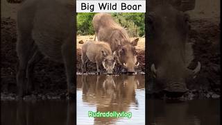 Wild boardrinking waterwild animals animals wildlife river [upl. by Gault]