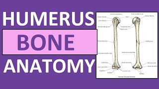 Humerus Bone Anatomy and Physiology Lecture [upl. by Noemad]