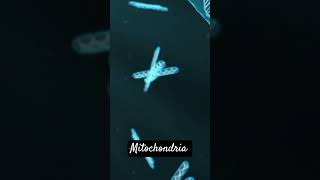 What is Mitochondria sciencefacts class9science [upl. by Acinimod]