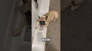 Jip Jip likes being warm and toasty 🍞🐶🌤️🥰 warm toasty christmas canada frenchbulldog [upl. by Anelehs604]