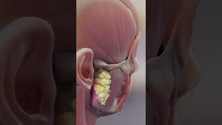 Vestibulo Ocular Reflex ear biology medical anatomy [upl. by Klayman]