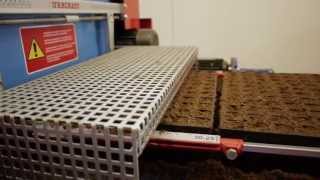 Tray filling machine and seed sowing for forestry by Urbinati [upl. by Frost]