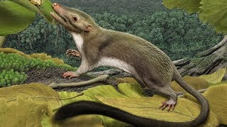 Researchers Reconstruct the Common Ancestor of Placental Mammals [upl. by Noemad]