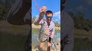 Using RIDICULOUS Bait To CATCH RIVER MONSTERS… GONE WRONG [upl. by Nilloc]