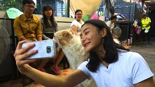 ONE VLOG  Rika Ishiges Doggie Date [upl. by Einned907]