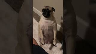 Betrayed Pug Sits And Whines [upl. by Aneloaup]