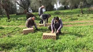 Fagiani di Calabria Ripopolamento [upl. by Souvaine924]