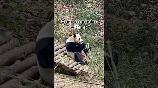 Come see pandas with me in China chinatravel panda china chinatrip animallover [upl. by Ydarg696]