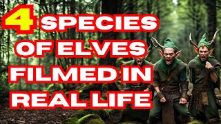 4 Species of Elves filmed in real life [upl. by Jessy651]