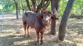 Buro Banni Bull song bannibuffalo bannibuffalofarm bull cow trendingshorts animalfarming [upl. by Idarb948]