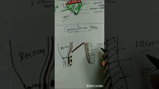 ISCHIORECTAL FOSSA LINE DIAGRAM [upl. by Sheridan]