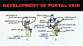 DEVELOPMENT AND PORTAL VEIN [upl. by Harehs]