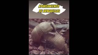 Apareamiento de armadillos shorts [upl. by Ives]