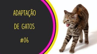 ADAPTAÇÃO DE GATOS  PARTE 06  SOLTANDO DE VEZ [upl. by Gwennie18]