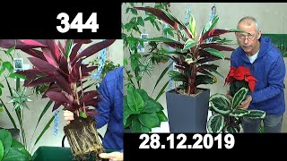 Spezial Zimmerpflanzen umtopfen die Calathea XL in mineralisches Substrat und Lechuza Topf [upl. by Torry]