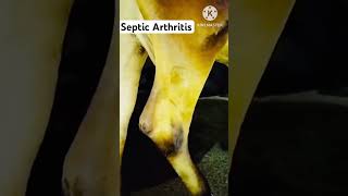 Arthritis after Mastitis Treatment [upl. by Lowrance]