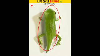 Thats Not What You Think Life cycle of frog 🐸 shortsfeed shorts viralvideo shortvideo [upl. by Einnaej]