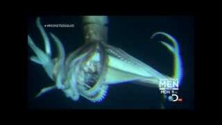 Giant Squid Architeuthis footage January 27 2013 [upl. by Ahsinot]