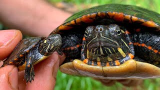 The BEST Pet Turtle Painted Turtles info and care video [upl. by Graehme]