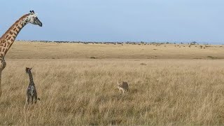 Lions ambush a giraffe mother and her calf who fell in the trap [upl. by Isewk899]