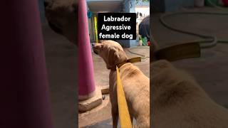 Agressive  Labrador dog barking Dog Bite  Labrador retriever puppy Barking 🙀 [upl. by Yecniuq512]