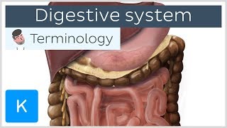 Digestive system  Anatomical terminology for healthcare professionals  Kenhub [upl. by Eidarb132]