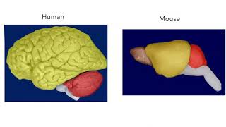 Introduction to Brain Anatomy [upl. by Reagen978]