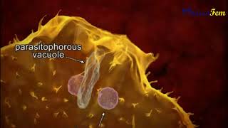 Trypanosoma cruzi  Parasitic Life Cycle in Human Host [upl. by Utham]