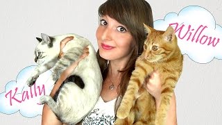 JAI ADOPTÉ 2 CHATONS ♡ [upl. by Ardiedak]