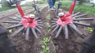 Planet Jr cultivating spinach with Steketee finger weeders [upl. by Gamber]