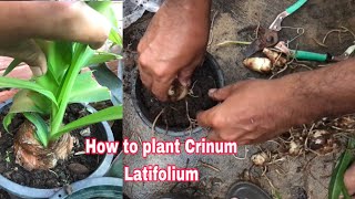 How to plant Crinum Latifolium Pha Sopheak [upl. by Haugen]