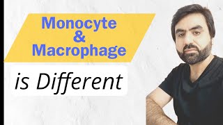 Monocyte amp Macrphage  Primaray location  Difference  UrduHindi [upl. by Airtemed]