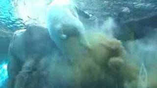 Polar Bear Poops Underwater Original [upl. by Leruj]