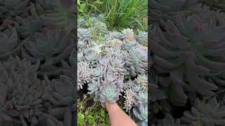 Harvest succulents 🪴 suculentas 다육이들 多肉植物 garden [upl. by Kcirrek787]