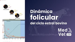 Oleadas foliculares del ciclo Estral Bovino Dinámica folicular [upl. by Levin]