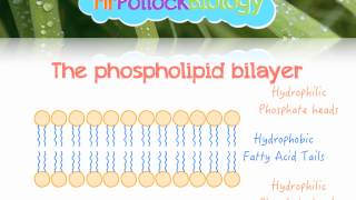 The Fluid Mosaic Model of the Cell Membrane [upl. by Htir19]