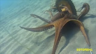 GREECE SPEARFISHING OCTAPUS 4 ΚΙΛΑ ΧΤΑΠΟΔΙ ΜΕ ΜΥΑΛΟSOTOFISH1 [upl. by Shih]