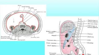 DigSys B Peritoneal Cavity [upl. by Itnahs]