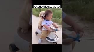 CACHORRINHO BRINCANDO COM O MENINO shorts [upl. by Alyekahs]